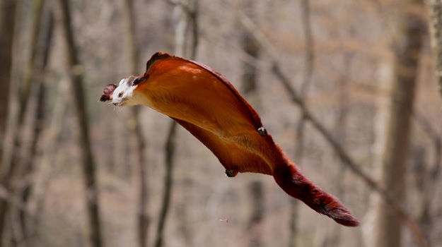 Бело-рыжая гигантская летяга может быть больше 1 метра в длину от головы до хвоста