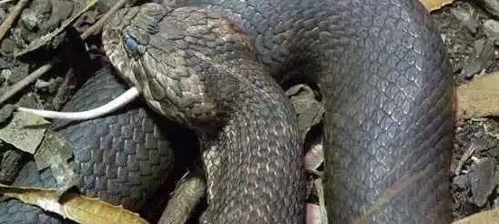 Гадюкообразная смертельная змея