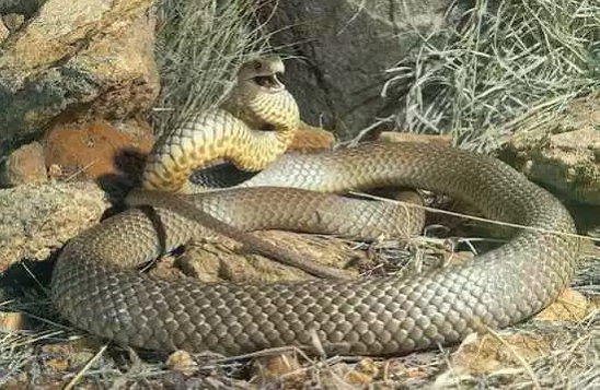 Восточная коричневая змея