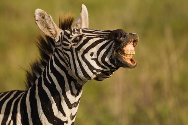 Зебра - травоядное животное