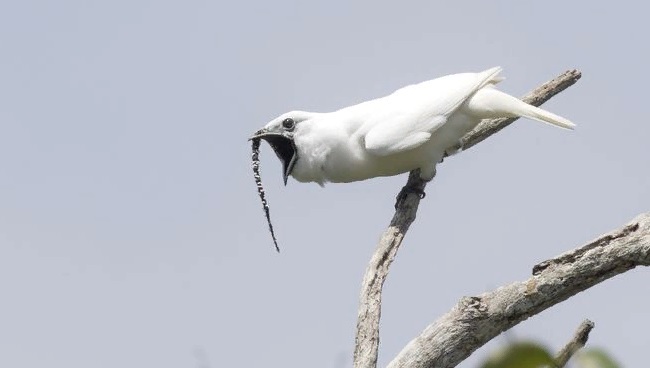 Самец белого одноусого звонаря, размером с голубя, издает пронзительные крики, чтобы привлечь самку.