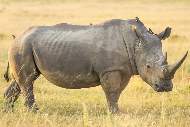 Носороги в природе