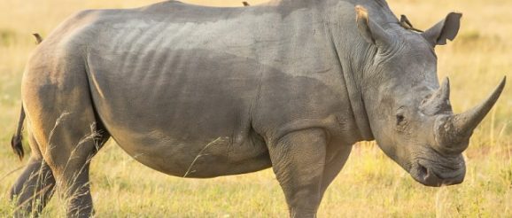 Носорог в природе